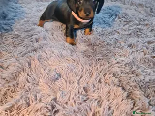 Miniature Dachshund dogs KC Registered Miniature Dachshund Puppies - Advert 18
