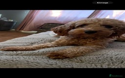 Cockapoo dogs for sale: F2B Cockapoo puppy - Image 2