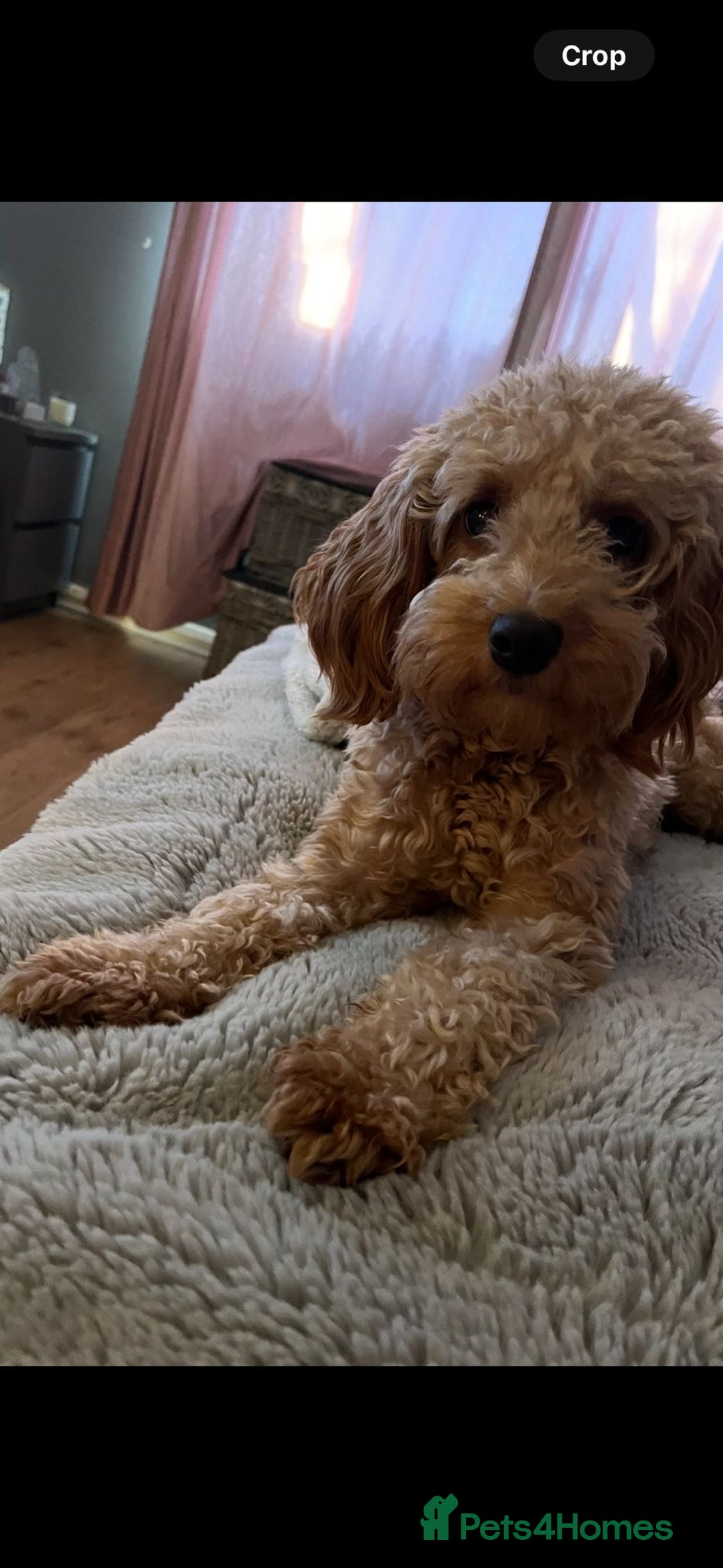 Cockapoo dogs for sale: F2B Cockapoo puppy - Image 2