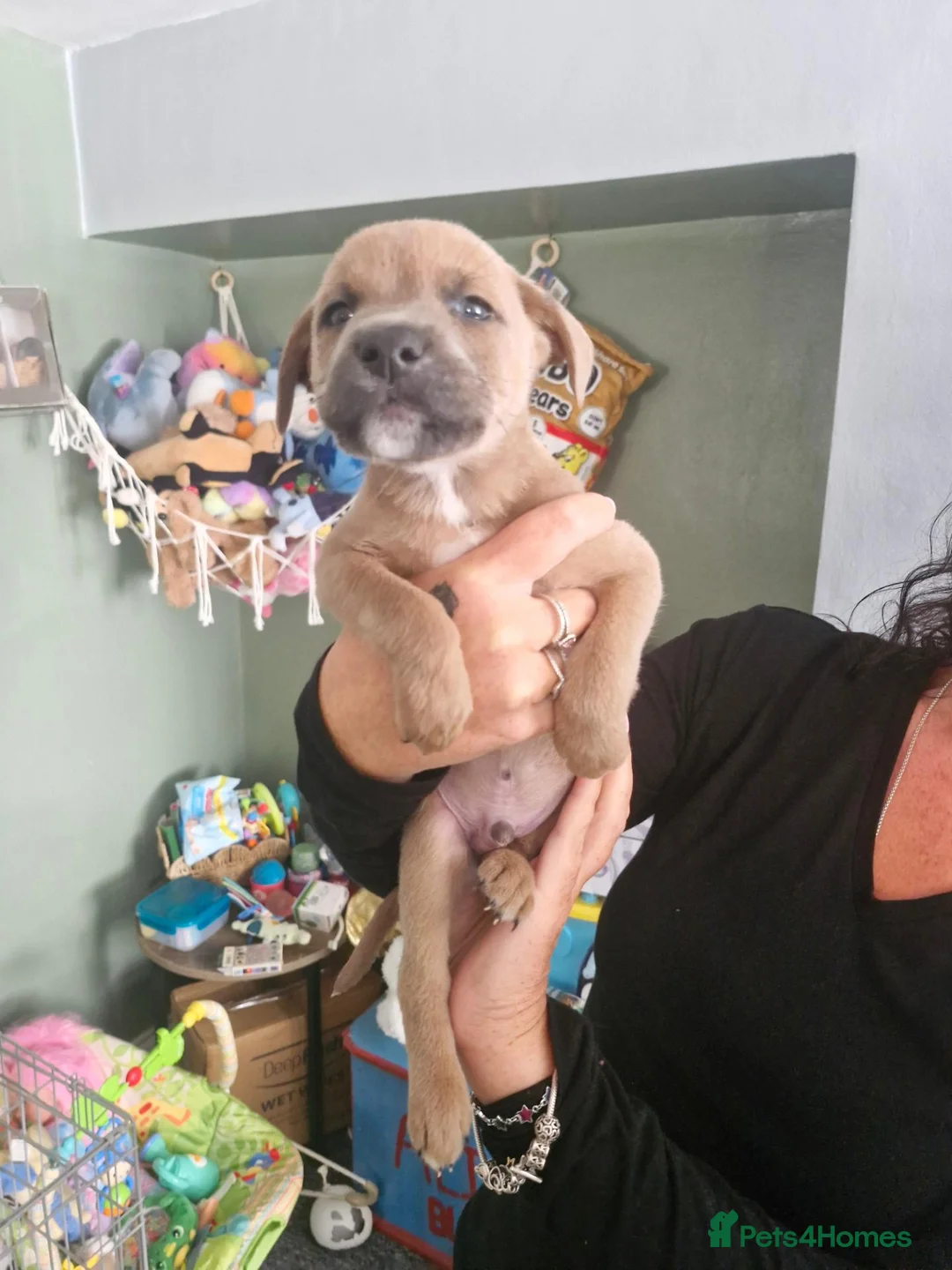 Mixed Breed dogs for sale: Staffy cross blue blooded bulldog puppies - Advert 2