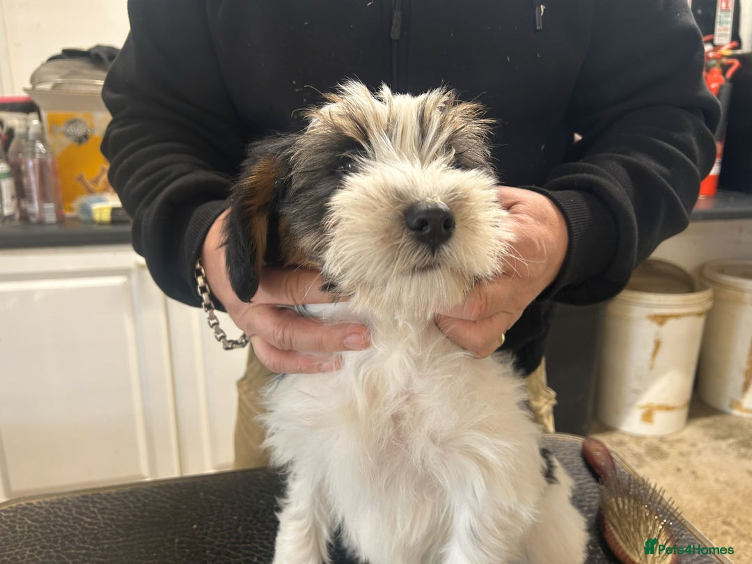 Tibetan Terrier dogs for sale: Araki Tibetan Terriers Puppies for Sale - Advert 12