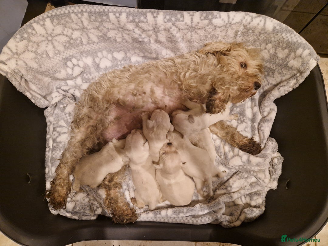 Miniature Schnauzer dogs for sale: Miniature schnauzer READY 21 DECEMBER  - Advert 10