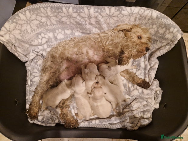 Miniature Schnauzer dogs - Advert 1