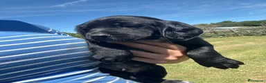 Sprocker 1