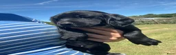 Sprocker dogs for sale: Sprocker/sprockador in Barnstaple - Advert 30