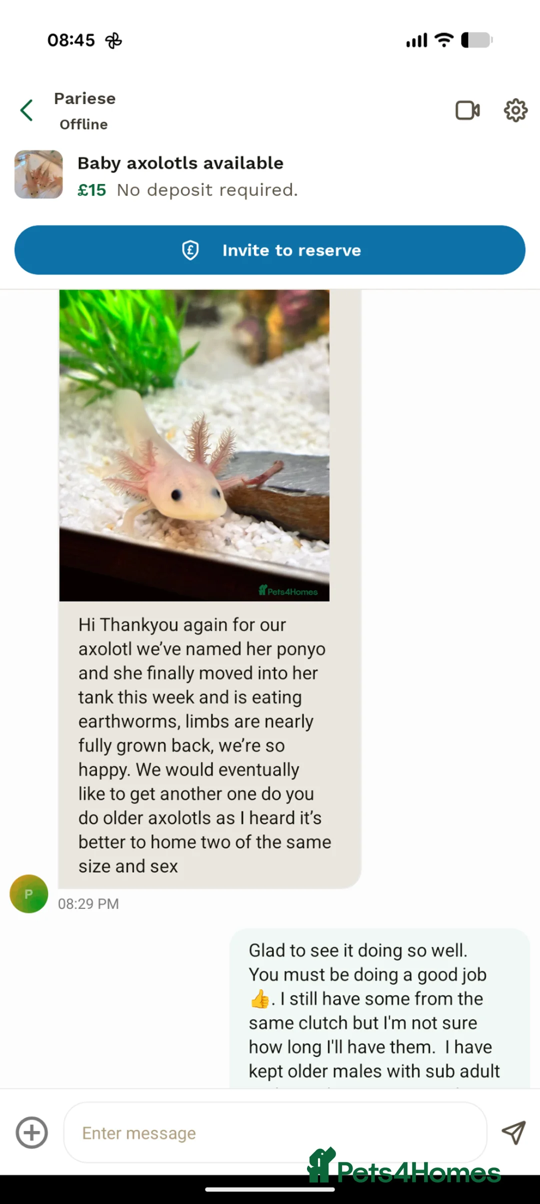 Axolotl reptiles for sale: Baby axolotls available  - Advert 2