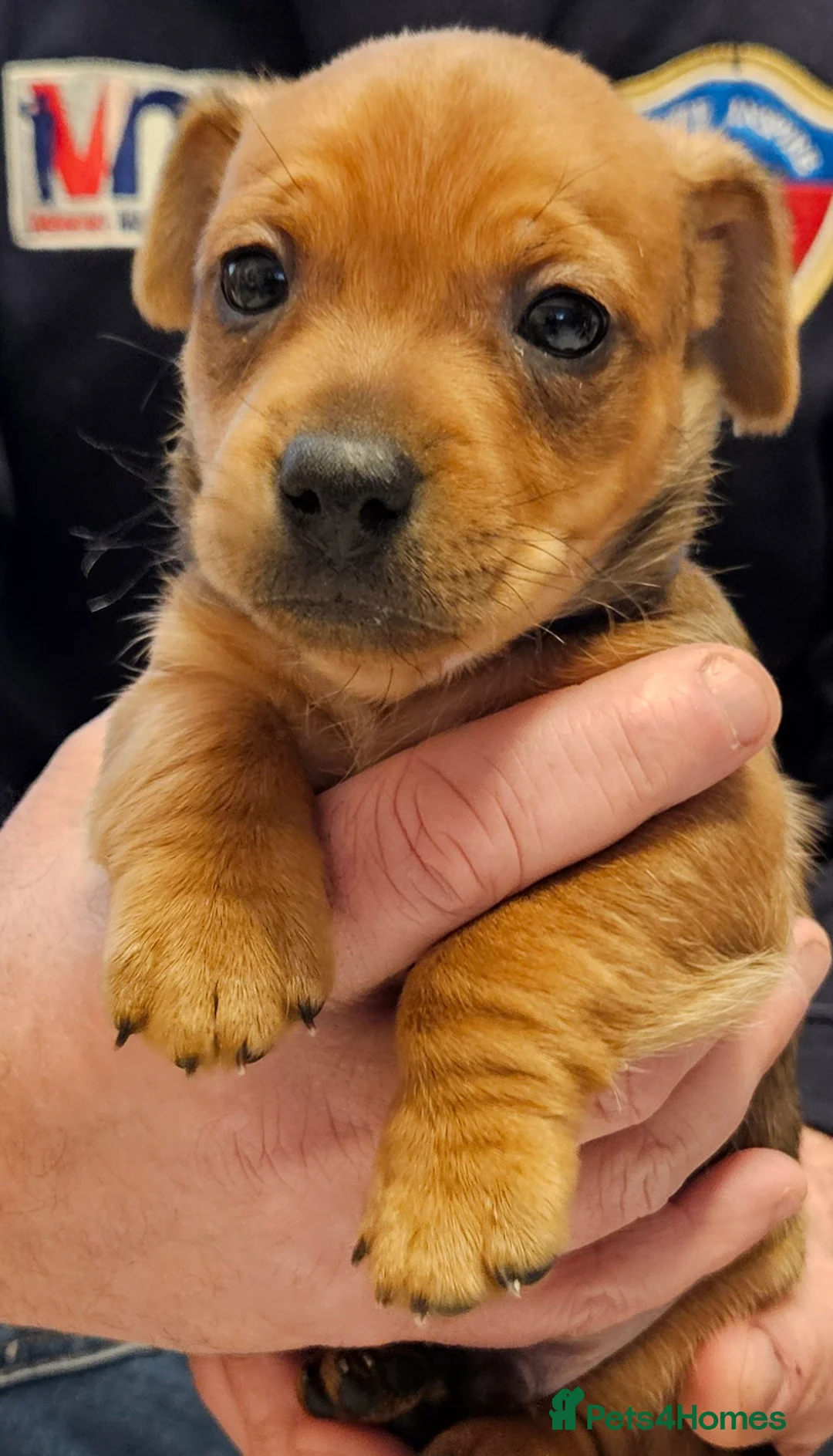 Jack Russell dogs for sale: Gorgeous Jack Russell pups ready to reserve - Advert 14