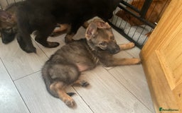 German Shepherd dogs for sale: Czech German Shepherd KC Registered puppies - Image 27