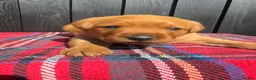 Labrador Retriever dogs for sale: 🧡 Fox Red KC working Labrador’s  in Thetford - Advert 1