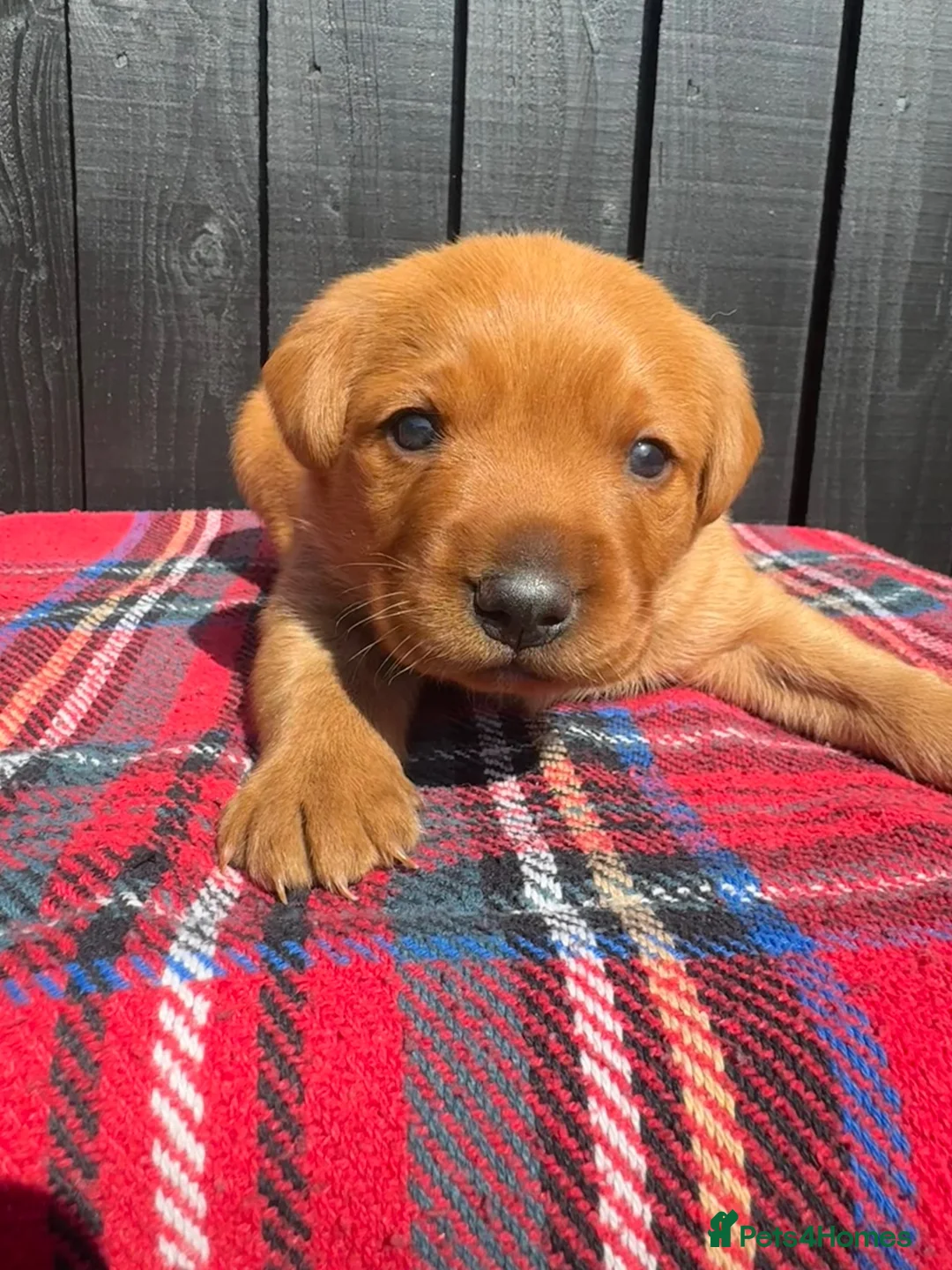 Labrador Retriever dogs for sale: 🧡 Fox Red KC working Labrador’s  in Thetford - Advert 1