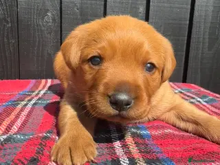 Labrador Retriever dogs 🧡 Fox Red KC working Labrador’s - Advert 3