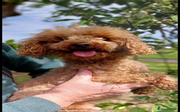 Cockapoo dogs for sale: Toy cockerpoo pups  - Image 10