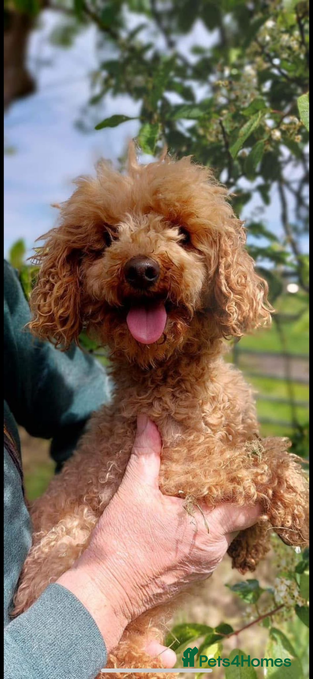 Cockapoo dogs for sale: Toy cockerpoo pups  - Image 10