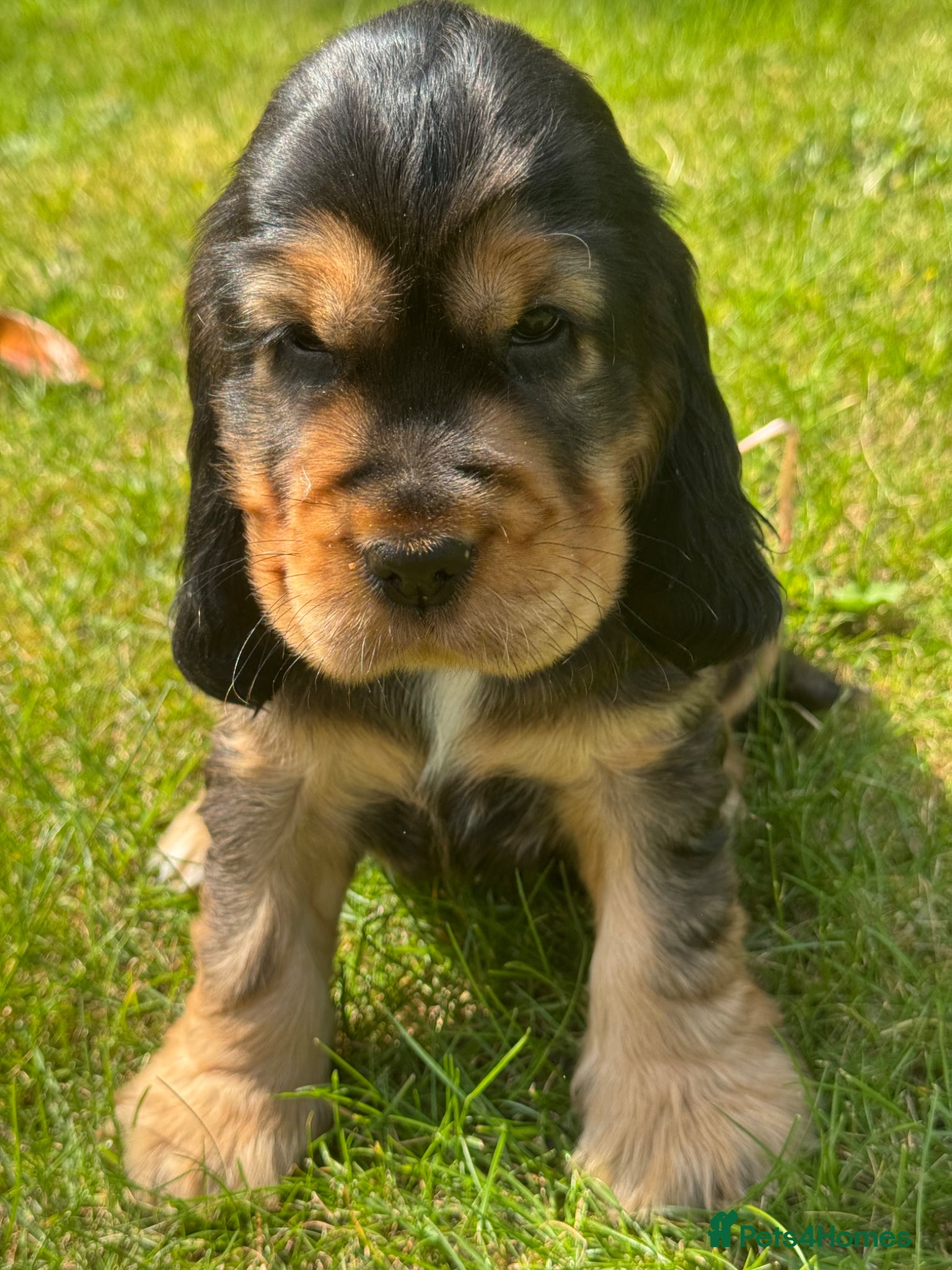 Cocker Spaniel dogs TRUE SHOWTYPE KC REGISTERED HEALTH TESTED - Advert 17