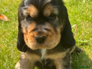 Cocker Spaniel dogs TRUE SHOWTYPE KC REGISTERED HEALTH TESTED - Advert 17