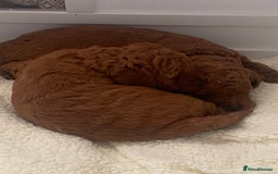 Labradoodle dogs for sale: Stunning red miniature labradoodle puppies - Image 10