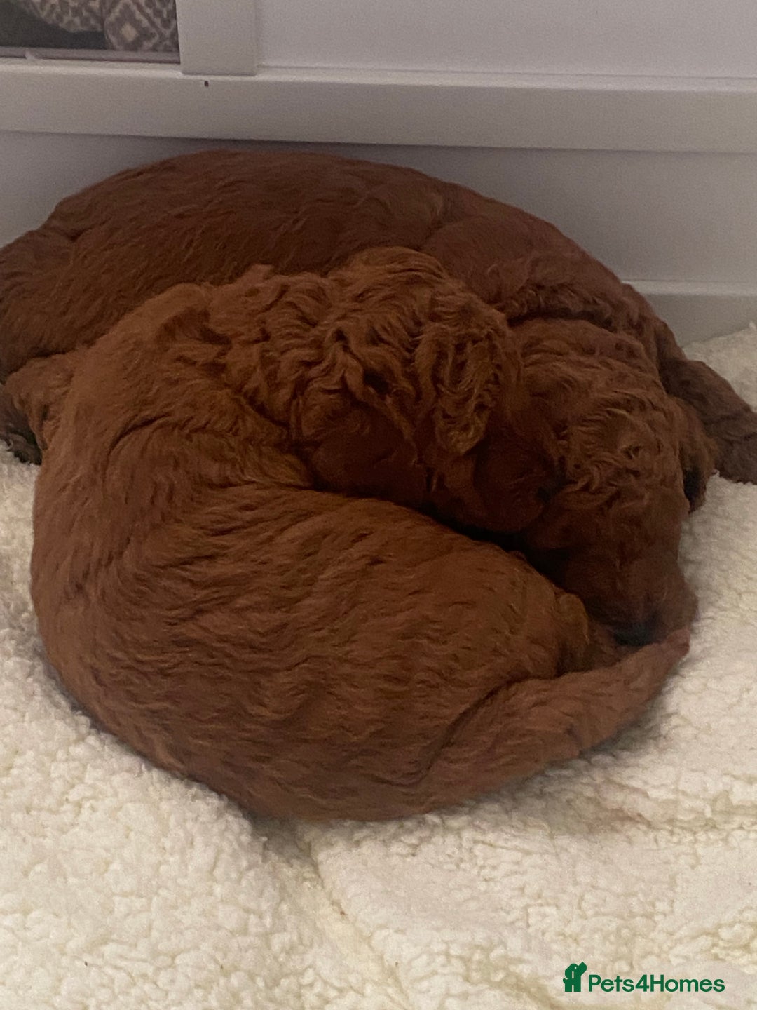 Labradoodle dogs for sale: Stunning red miniature labradoodle puppies - Image 10