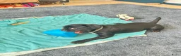 Jug dogs for sale: Jakey Jug needs a new home - Advert 9