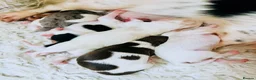 Miniature Dachshund dogs for stud: Dapple Piebald Stud 💫  - Advert 4