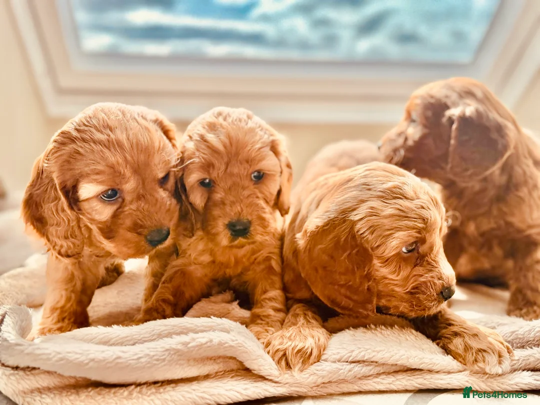 Cockapoo dogs for sale: Cockapoos  - Advert 4