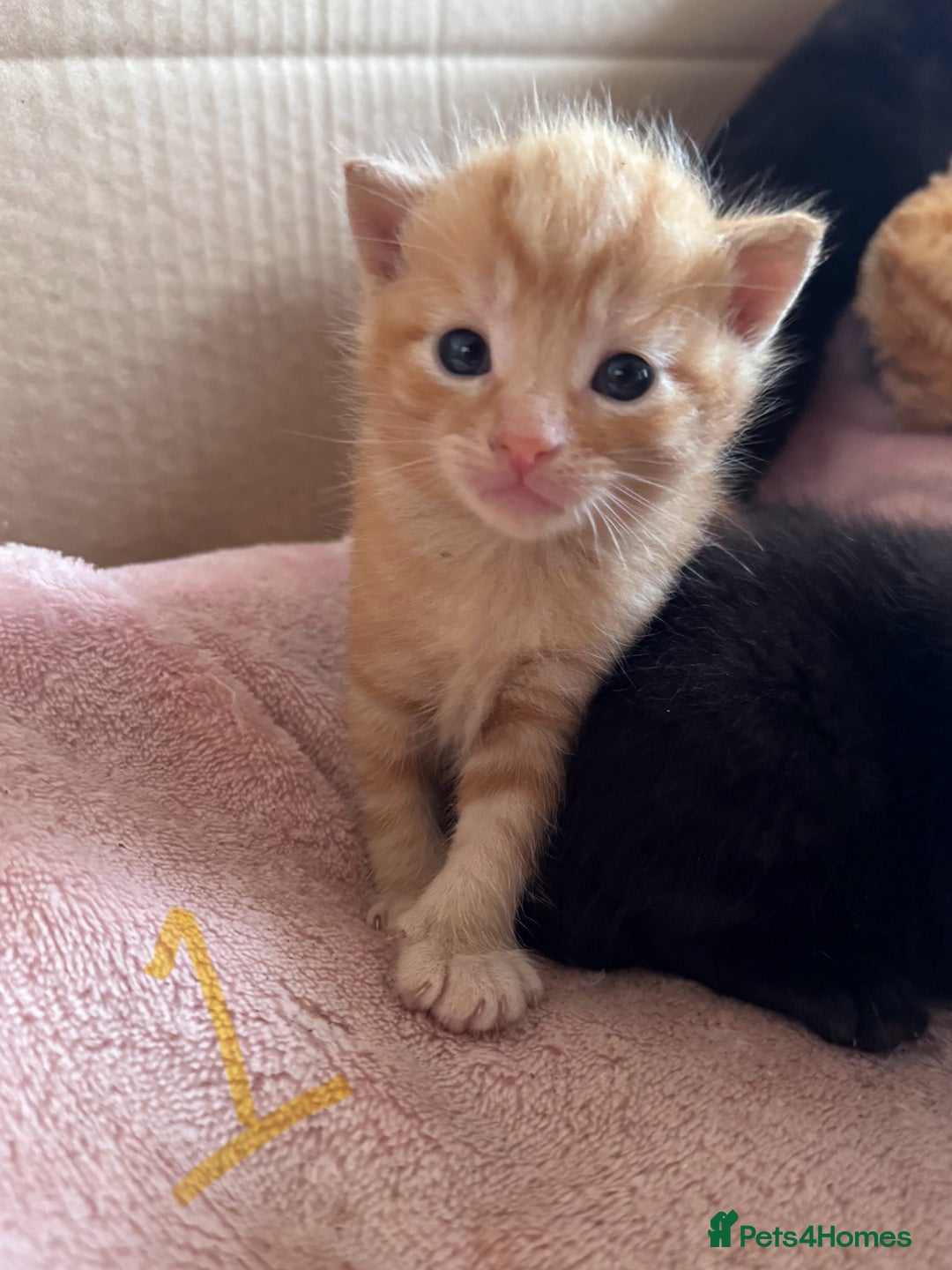 Mixed Breed cats for sale: 5 gorgeous kittens - Image 10