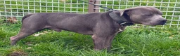 Staffordshire Bull Terrier dogs for sale: ENZO BLUE STAFFORDSHIRE BULL TERRIER MALE - Advert 2