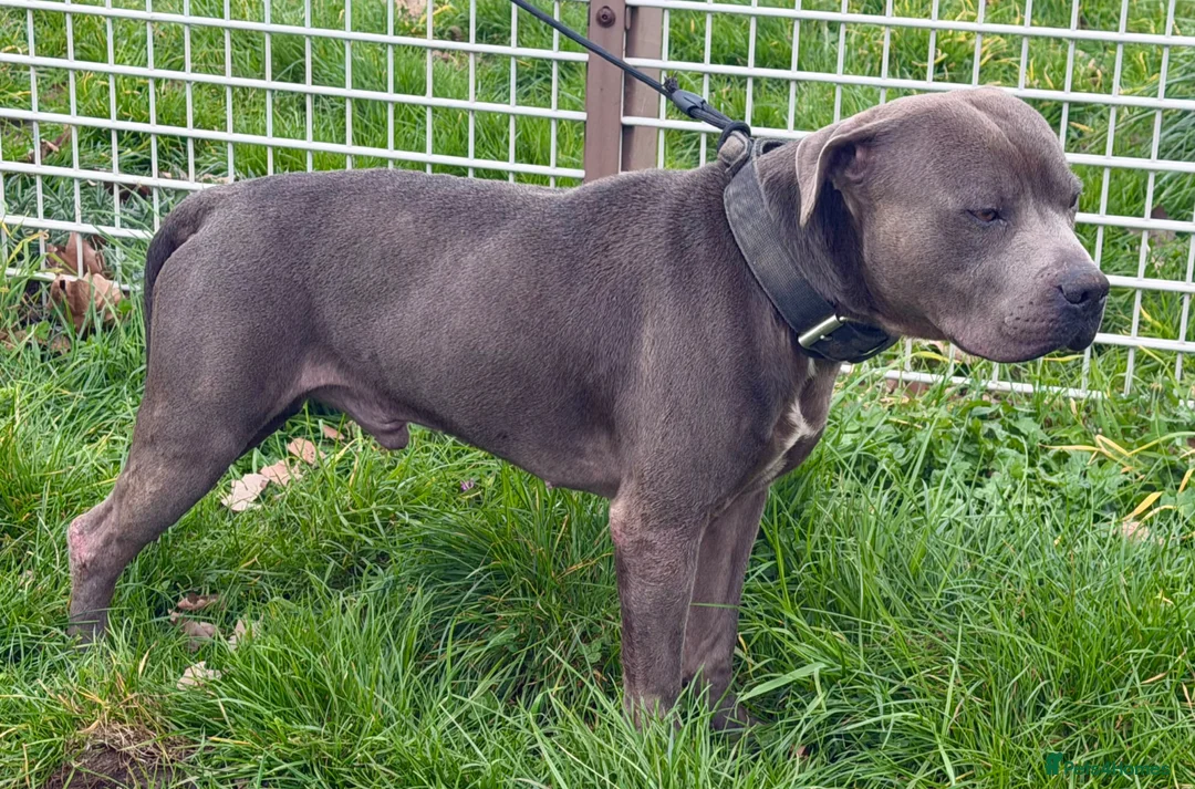 Staffordshire Bull Terrier dogs for sale: ENZO BLUE STAFFORDSHIRE BULL TERRIER MALE - Advert 2