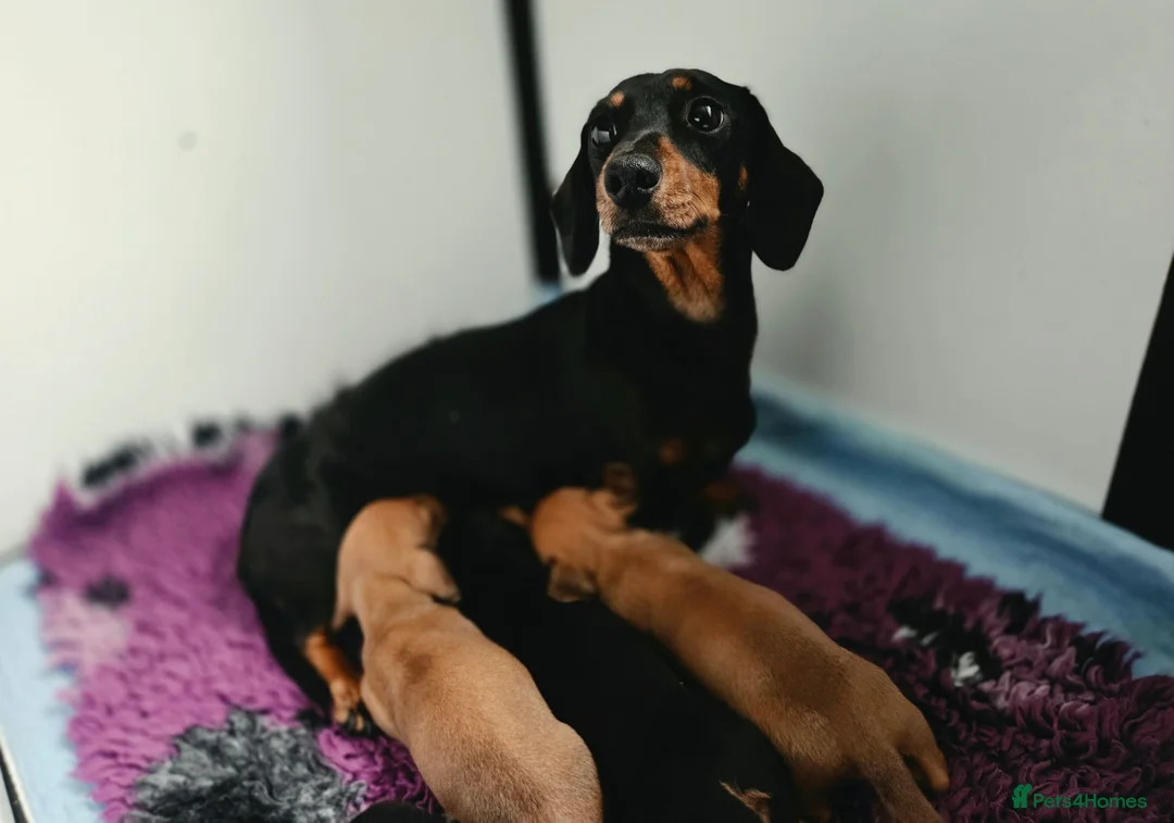 Miniature Dachshund dogs for sale: KC miniature dachshund puppies - Advert 2