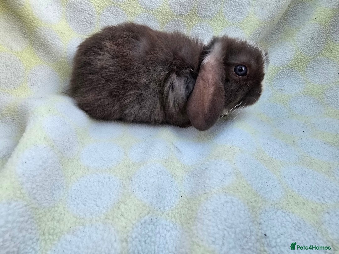 Mini Lop rabbits for sale:  stunning mini  lops   in Uxbridge - Image 7