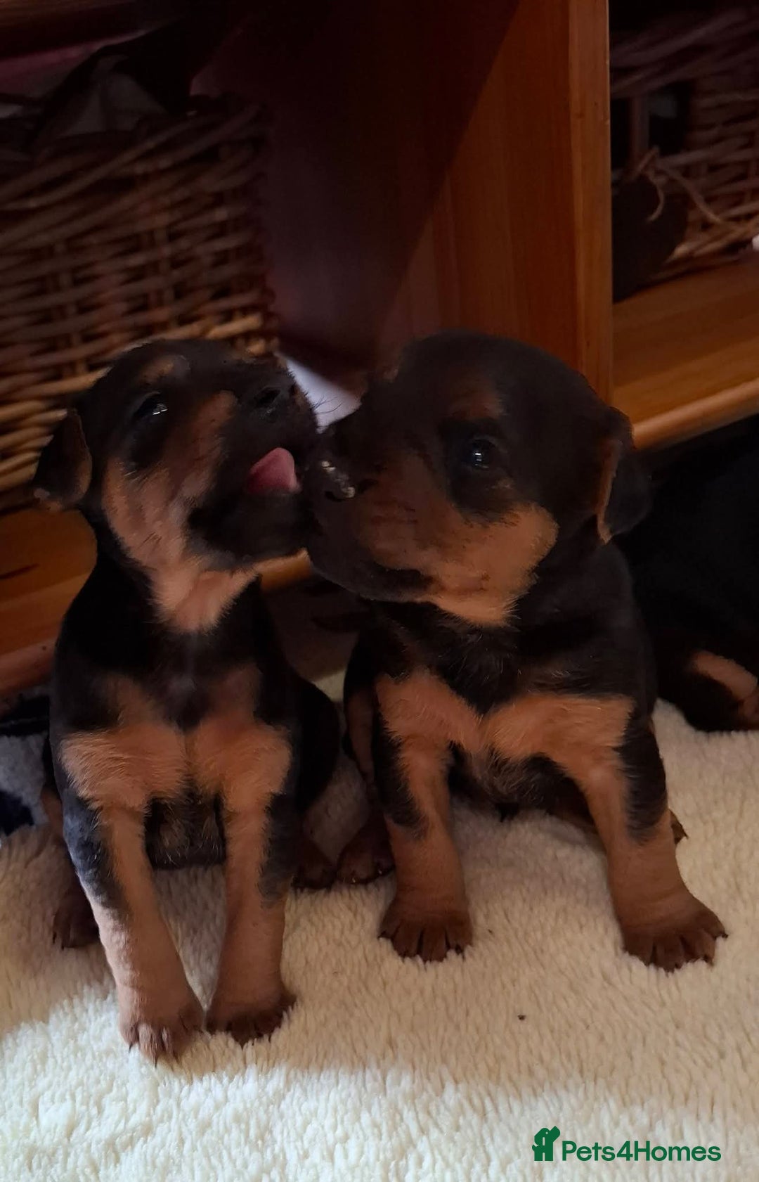 Lakeland Terrier dogs for sale: 🐾 Lakeland Terrier Puppies – Tag × Diesel 🐾 - Advert 6