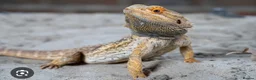 Bearded Dragon reptiles for sale: LOOKING FOR A BEARDED DRAGON TO REHOME in Rotherham - Advert 1