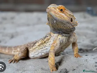 Bearded Dragon reptiles LOOKING FOR A BEARDED DRAGON TO REHOME - Advert 5
