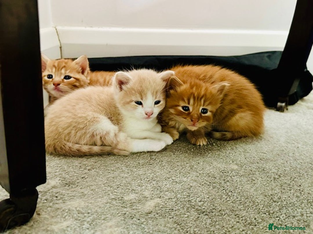 Mixed Breed cats for sale: Adorable kittens looking for loving homes - Image 7