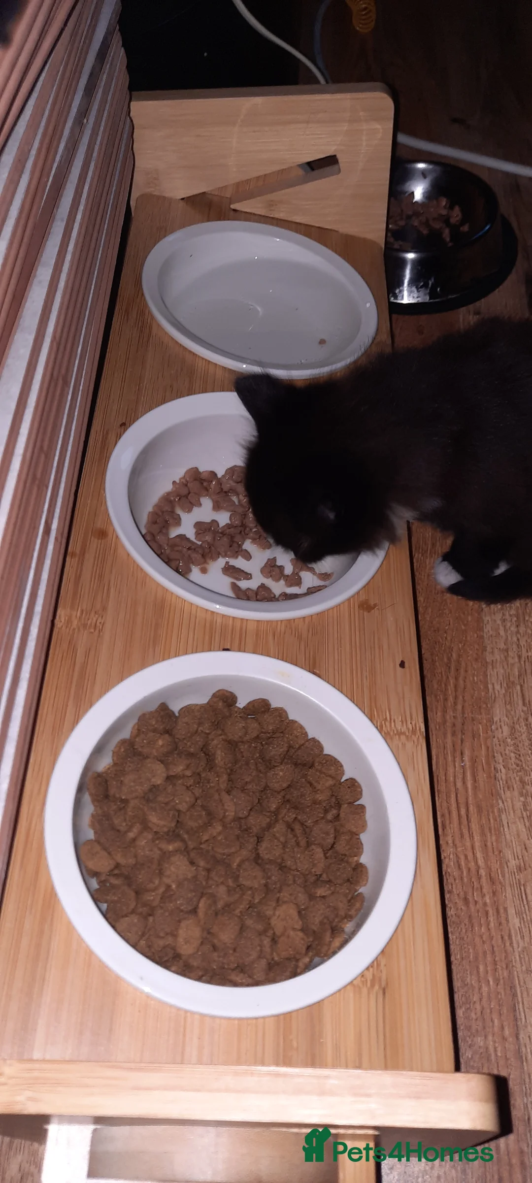 Mixed Breed cats for sale: 4 female kittens  in Corby - Advert 2