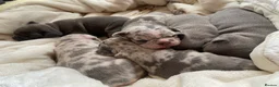 French Bulldog dogs for sale: French bulldog rope puppies  in Bournemouth - Advert 7