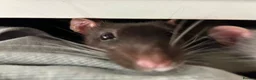 Rat rodents for sale: Two male rats for sale in Honiton - Advert 4