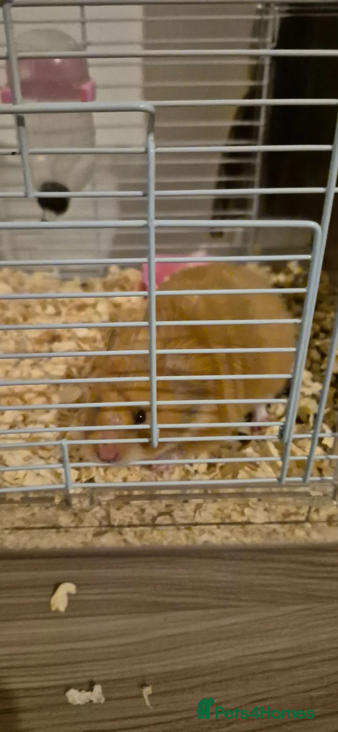 Hamster rodents for sale: Mr tibbles in Bolton - Advert 3