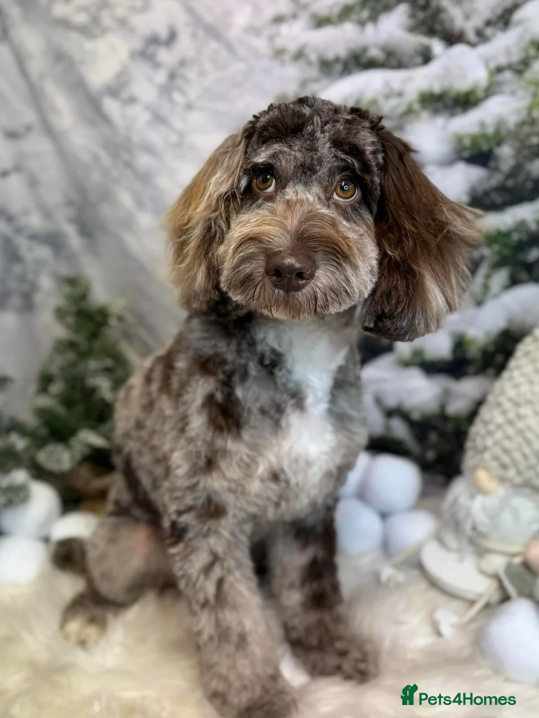 Miniature Poodle dogs for stud: Chocolate Merle Miniature Poodle for stud in Warrington - Advert 34