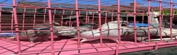 Pigeons birds for sale: Tumbler pigeons for sale in Stoke-on-Trent - Advert 1