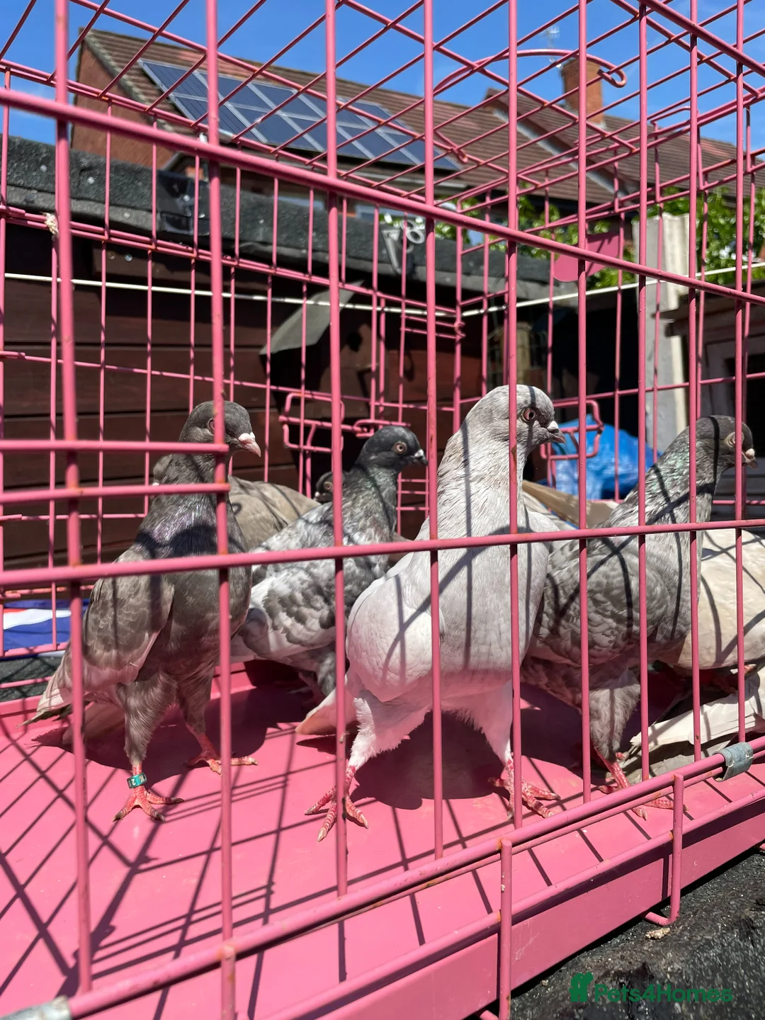 Pigeons birds for sale: Tumbler pigeons for sale in Stoke-on-Trent - Advert 1