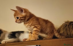 Bengal cats for sale: Bengal Mix Kittens High % Wild Asian Leopard Cat  - Image 17