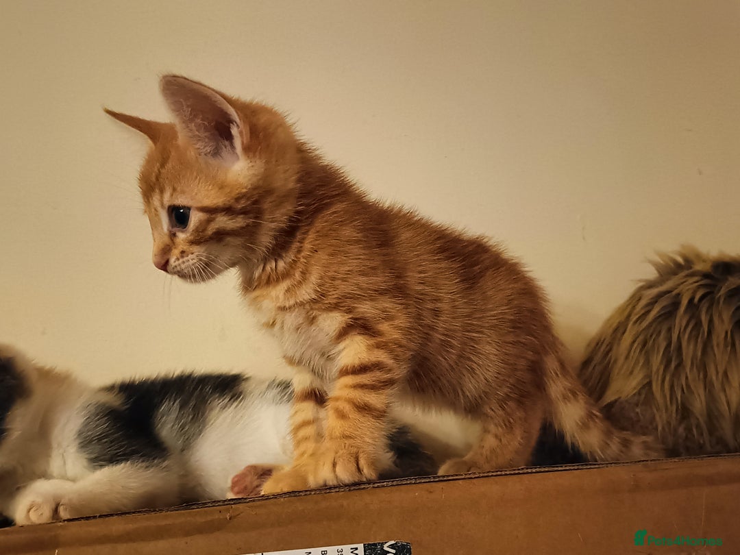 Bengal cats for sale: Bengal Mix Kittens High % Wild Asian Leopard Cat  - Image 17
