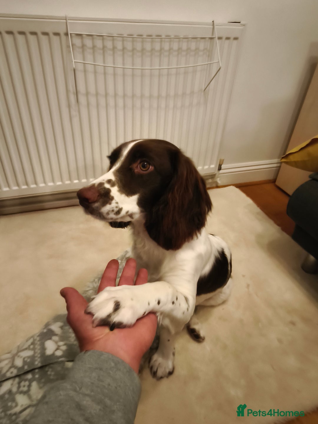 Sprocker dogs for sale: Family dog Sprocker puppy  - Advert 9
