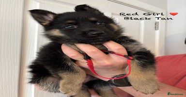 German Shepherd dogs - Advert 5