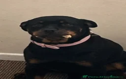 Rottweiler dogs for sale: Rottweiler girl for rehome - Image 6