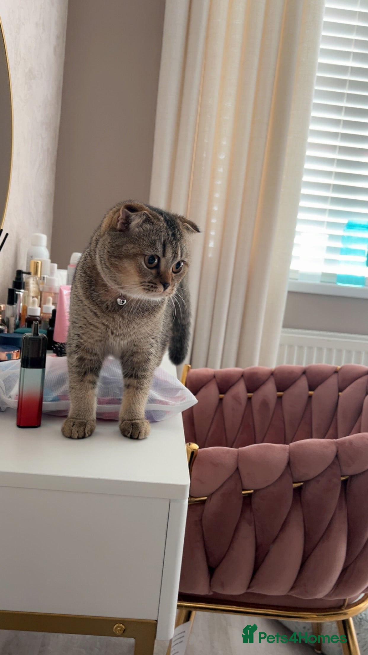 Scottish Fold cats Pure Scottish fold - Advert 1