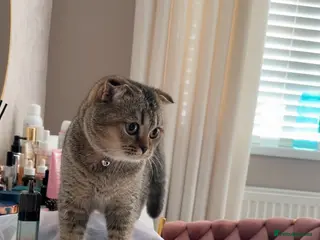 Scottish Fold cats Pure Scottish fold - Advert 9