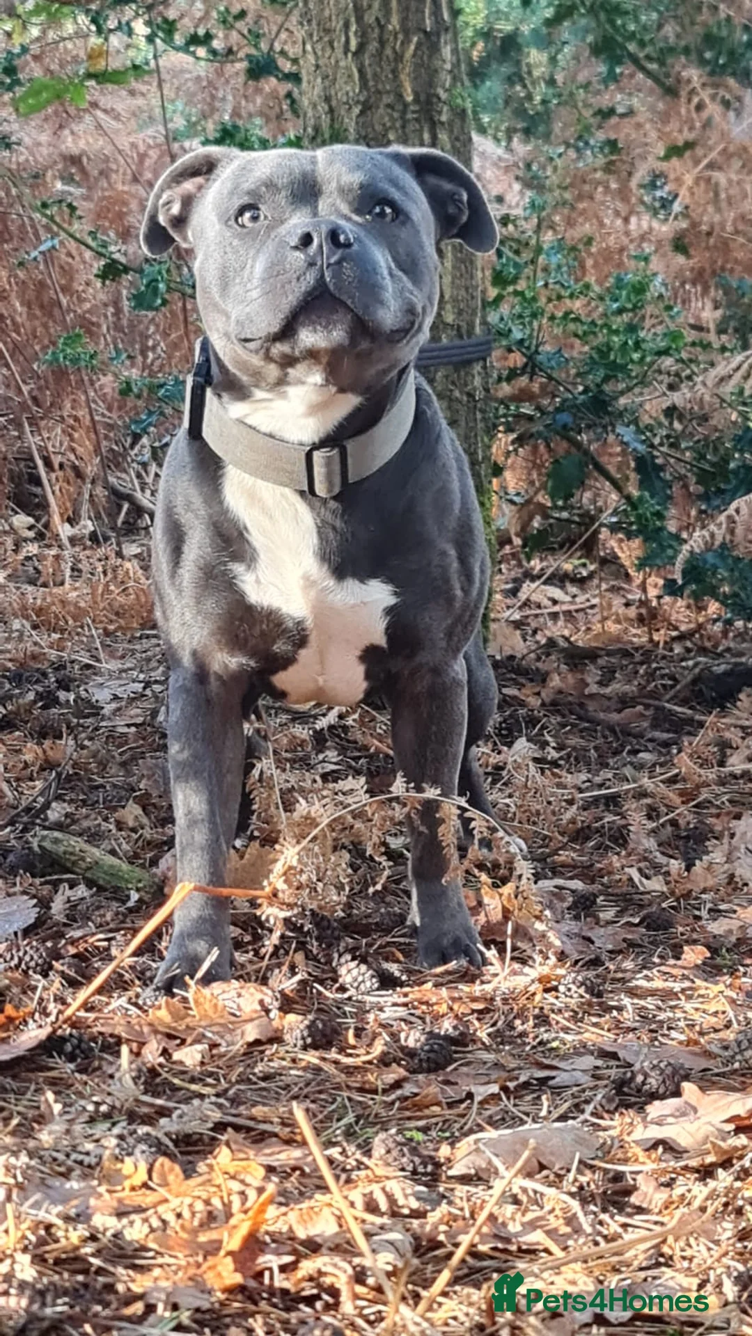 Staffordshire Bull Terrier dogs for stud: Blue Staffordshire bul terrier stud in Woking - Advert 2