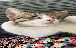 Domestic Shorthair cats for sale: Cute friendly kittens - 2 left - Image 3