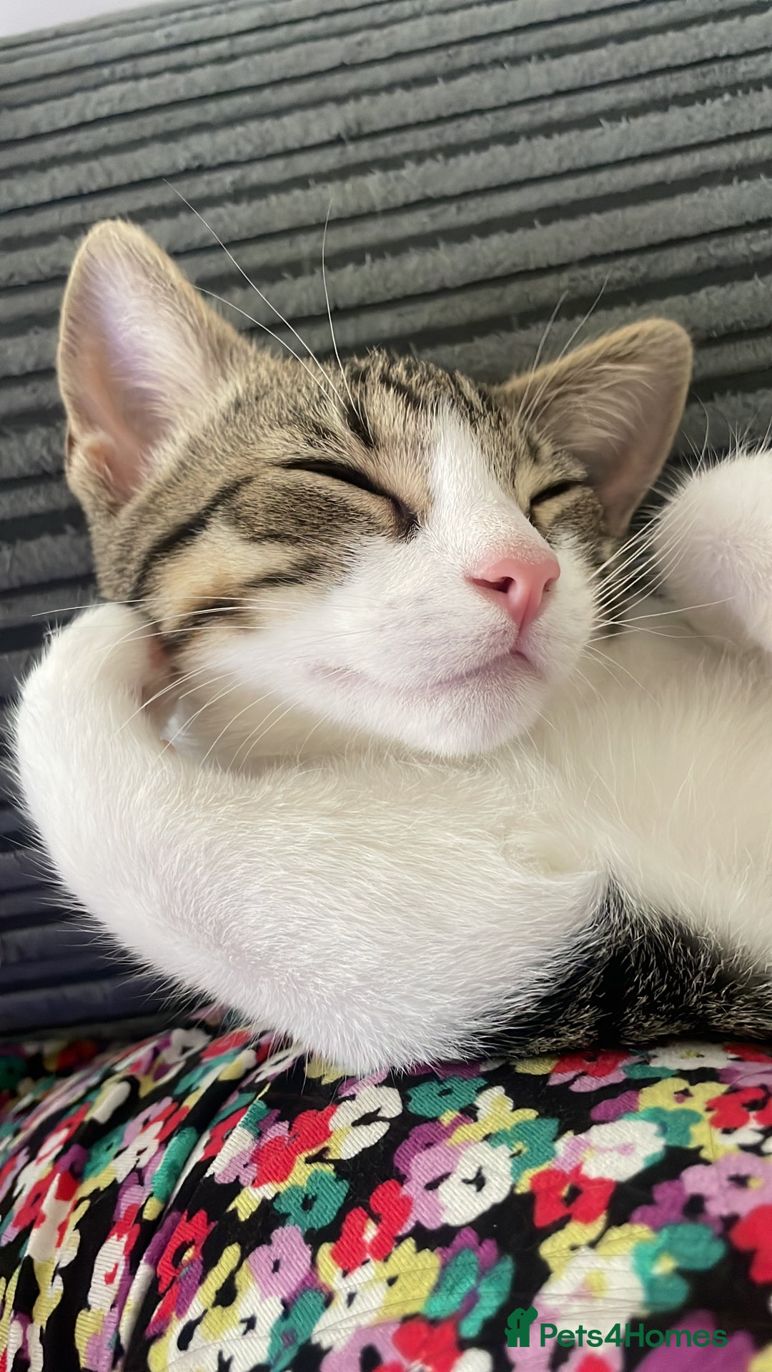 Domestic Shorthair cats for sale: Cute friendly kittens - 2 left - Image 3